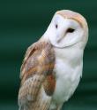 Barn Owl Who wouldnt want this guy guarding their vegetable patch?